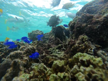 武藤潜水に投稿された画像（2024/11/22）