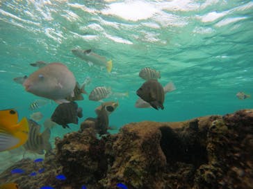 武藤潜水に投稿された画像（2024/11/22）