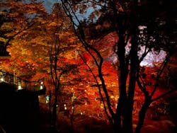 NAKED夜さんぽ™ 石川・那谷寺に投稿された画像（2024/11/22）