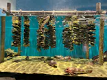 仙台うみの杜水族館に投稿された画像（2024/11/22）