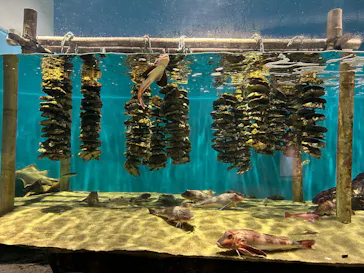 仙台うみの杜水族館に投稿された画像（2024/11/22）