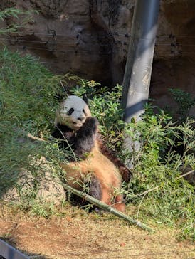 恩賜上野動物園に投稿された画像（2024/11/22）
