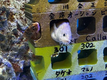 竹島水族館に投稿された画像（2024/11/22）