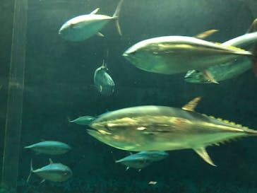 葛西臨海水族園に投稿された画像（2024/11/22）