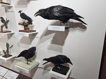 特別展「鳥 ～ゲノム解析が解き明かす新しい鳥類の系統～」国立科学博物館に投稿された画像（2024/11/22）