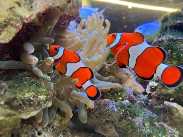 京都水族館に投稿された画像（2024/11/22）