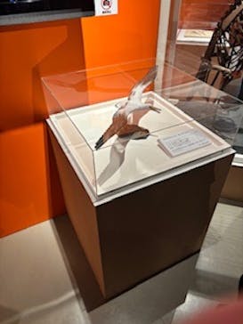 特別展「鳥 ～ゲノム解析が解き明かす新しい鳥類の系統～」国立科学博物館に投稿された画像（2024/11/22）