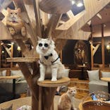 猫カフェモカ 名古屋栄店に投稿された画像（2024/11/22）