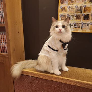 猫カフェモカ 名古屋栄店に投稿された画像（2024/11/22）