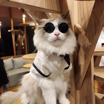 猫カフェモカ 名古屋栄店に投稿された画像（2024/11/22）