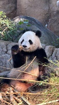 恩賜上野動物園に投稿された画像（2024/11/22）