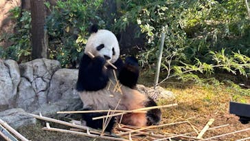 恩賜上野動物園に投稿された画像（2024/11/22）