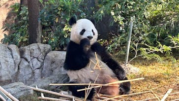 恩賜上野動物園に投稿された画像（2024/11/22）