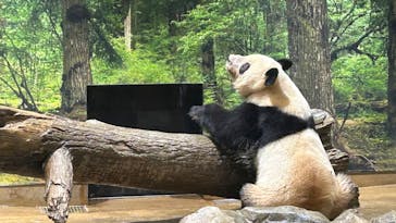 恩賜上野動物園に投稿された画像（2024/11/22）