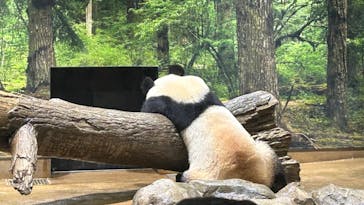 恩賜上野動物園に投稿された画像（2024/11/22）