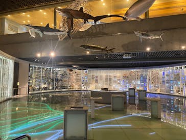 国立科学博物館に投稿された画像（2024/11/22）