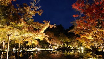 国営昭和記念公園 秋の夜散歩に投稿された画像（2024/11/22）