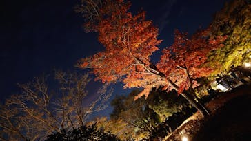 国営昭和記念公園 秋の夜散歩に投稿された画像（2024/11/22）