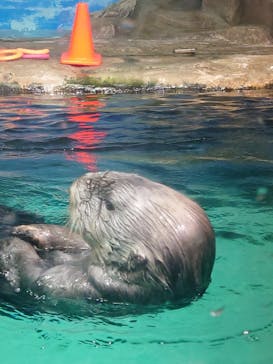 マリンワールド海の中道に投稿された画像（2024/11/22）