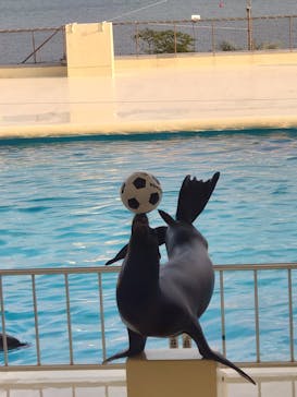 マリンワールド海の中道に投稿された画像（2024/11/22）