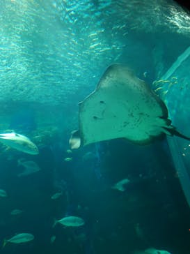 マリンワールド海の中道に投稿された画像（2024/11/22）