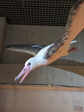 特別展「鳥 ～ゲノム解析が解き明かす新しい鳥類の系統～」国立科学博物館に投稿された画像（2024/11/22）