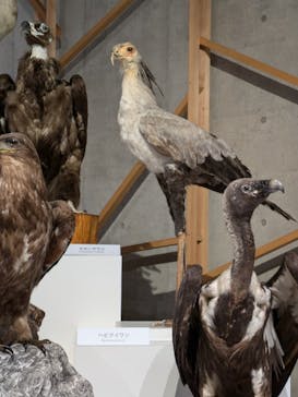 特別展「鳥 ～ゲノム解析が解き明かす新しい鳥類の系統～」国立科学博物館に投稿された画像（2024/11/22）