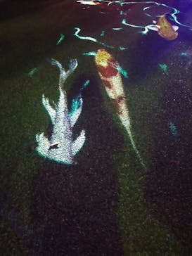 姫路城ライトアップイベント　鏡花水月　@姫路城三の丸広場に投稿された画像（2024/11/22）