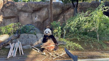 恩賜上野動物園に投稿された画像（2024/11/22）