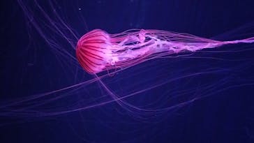 すみだ水族館に投稿された画像（2024/11/22）