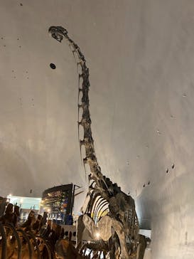 福井県立恐竜博物館に投稿された画像（2024/11/22）