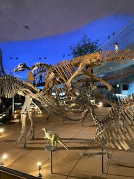 福井県立恐竜博物館に投稿された画像（2024/11/22）