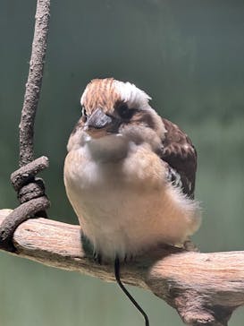 カワスイ 川崎⽔族館に投稿された画像（2024/11/22）