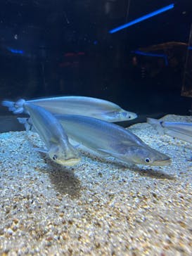 カワスイ 川崎⽔族館に投稿された画像（2024/11/22）