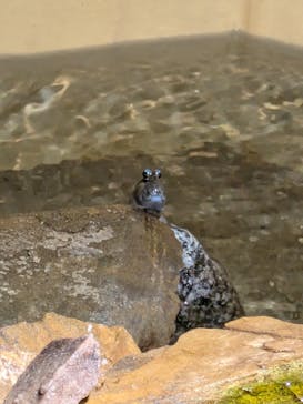 竹島水族館に投稿された画像（2024/11/22）