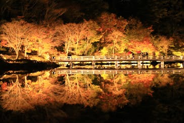 国営昭和記念公園 秋の夜散歩に投稿された画像（2024/11/22）