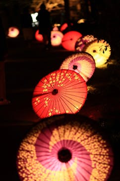 国営昭和記念公園 秋の夜散歩に投稿された画像（2024/11/22）