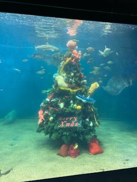 越前松島水族館に投稿された画像（2024/11/22）
