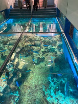 越前松島水族館に投稿された画像（2024/11/22）