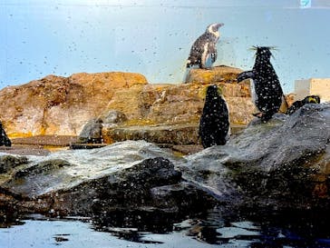 マクセル アクアパーク品川に投稿された画像（2024/11/22）