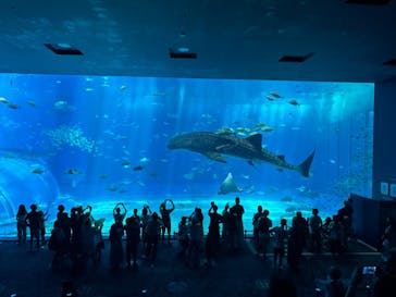 沖縄美ら海水族館に投稿された画像（2024/11/22）