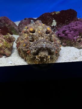 沖縄美ら海水族館に投稿された画像（2024/11/22）