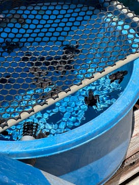 沖縄美ら海水族館に投稿された画像（2024/11/22）