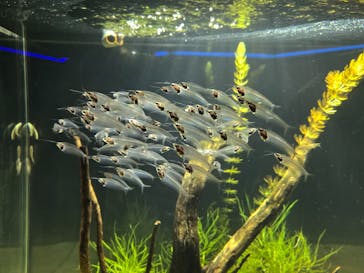 カワスイ 川崎⽔族館に投稿された画像（2024/11/22）