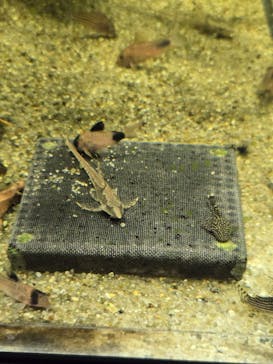 カワスイ 川崎⽔族館に投稿された画像（2024/11/22）