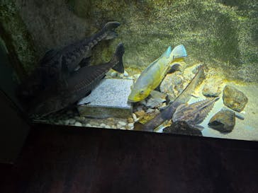 カワスイ 川崎⽔族館に投稿された画像（2024/11/22）