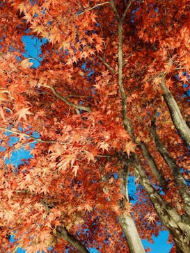 国営昭和記念公園 秋の夜散歩に投稿された画像（2024/11/22）