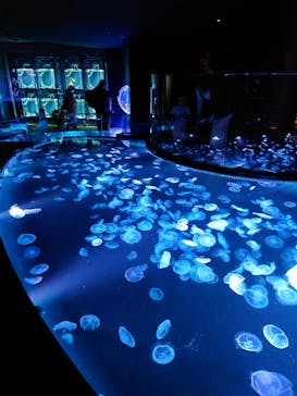 すみだ水族館に投稿された画像（2024/11/22）