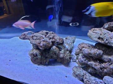 すみだ水族館に投稿された画像（2024/11/22）