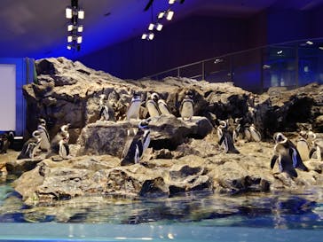 すみだ水族館に投稿された画像（2024/11/22）
